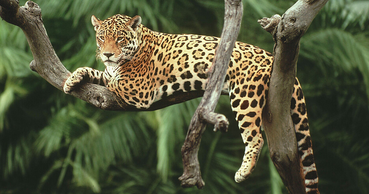 605.- 7 Las enseñanzas de Jaguar. Video
