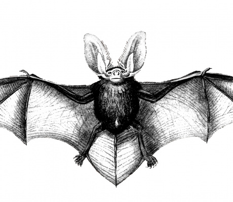 bat